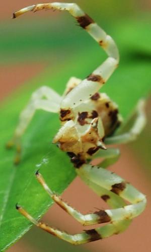 Réf. 311 509 : Thomisus sp.
